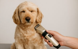 Najlepsza maszynka do strzyzenia psow